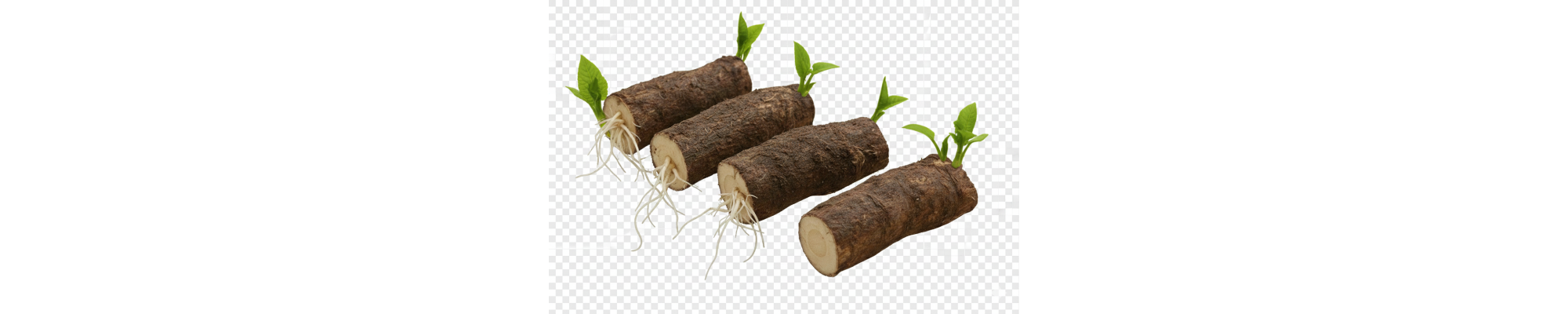 o	Bocking 14 – korzeń do sadzenia