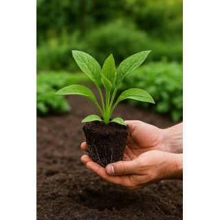 Sadzonka żywokostu Bocking 14 (ukorzeniona) przedpłata