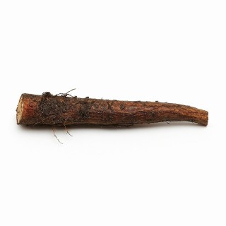 Rootstick Bocking 14 (fragment korzenia) przedpłata